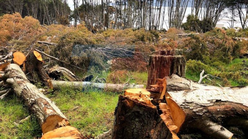 Desmontes en Ushuaia: imputaron a tres exfuncionarios por la «ruta de la tala»