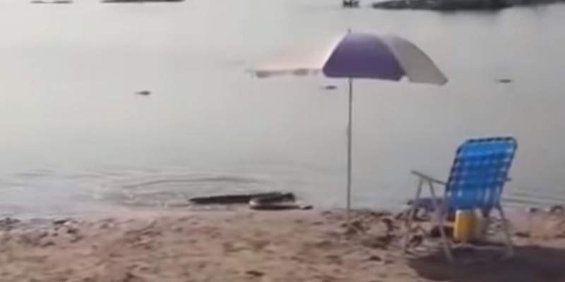 Alerta en el Litoral por aparición de anacondas: según especialistas, son inofensivas y piden cuidarlas