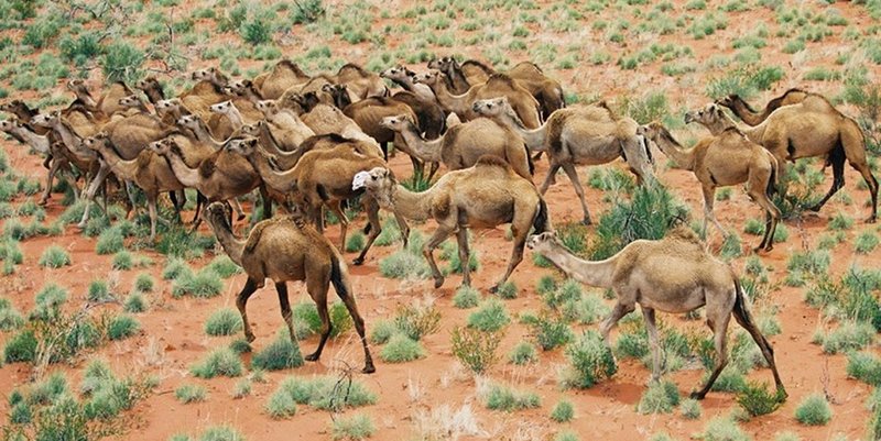 Sacrificaron 5.000 camellos en Australia para ahorrar agua