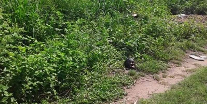 Jujuy: encontraron una cabeza humana en medio de un descampado