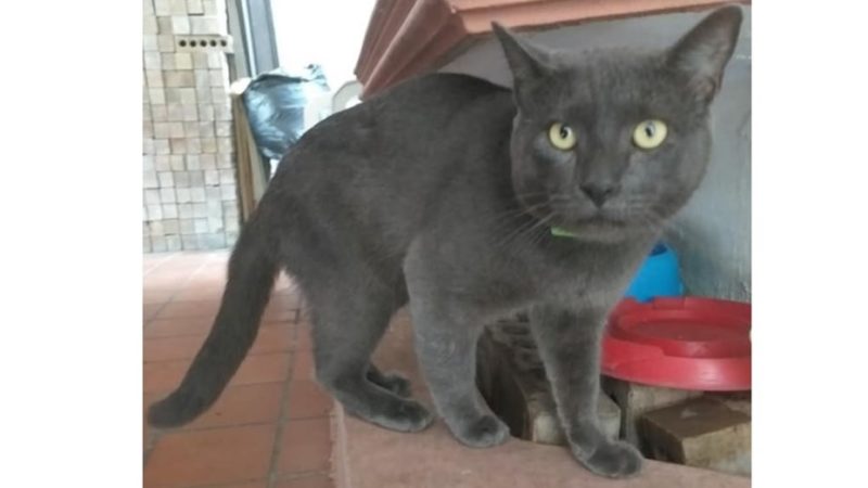 Viral: el gato con doble vida, tenía dos casas, dos nombres y dos dueños