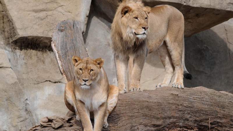 Conmoción por el suicidio de una leona luego de que sacrificaron a su pareja