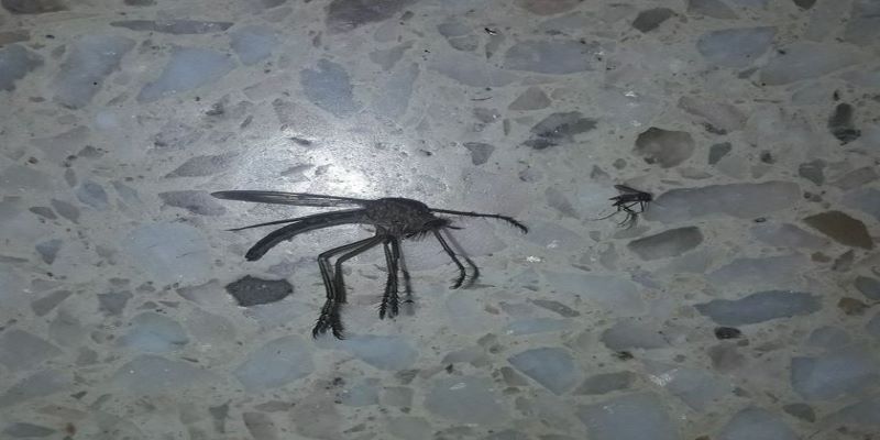 Encuentra un «mosquito gigante» y es furor en las redes