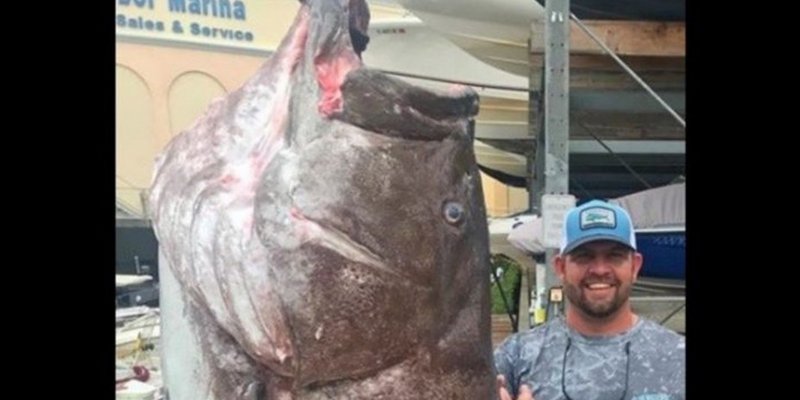 Pescaron un pez de 160 kilos, 50 años y en vías de extinción