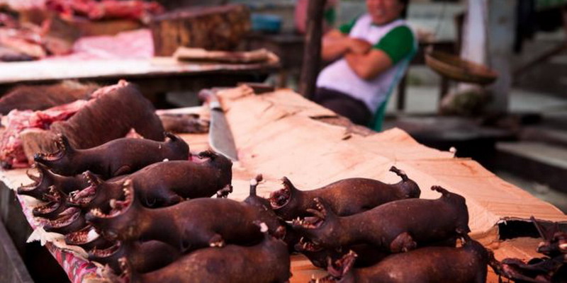 Coronavirus en China: por qué estamos contrayendo cada vez más enfermedades transmitidas por animales como la neumonía de Wuhan