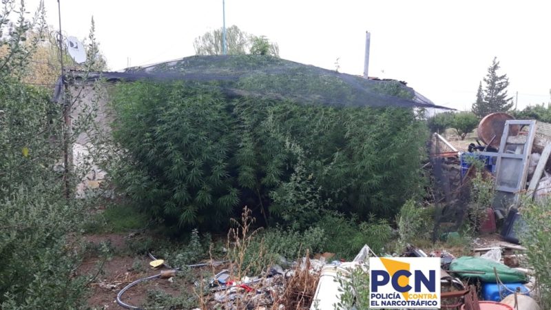 Descubren plantación de marihuana, dos detenidos y ceca de 300 kg incautados