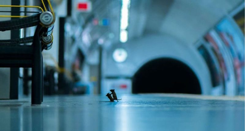 Fotógrafo de Vida Silvestre: la sorprendente imagen de dos ratones «peleando» en el subte que ganó el voto popular en el concurso