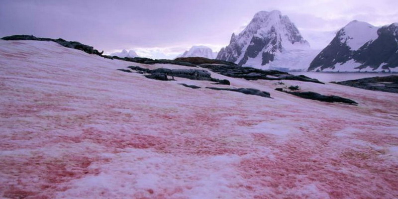 Nieve rosa: el curioso fenómeno que causó sorpresa en una base de la Antártida