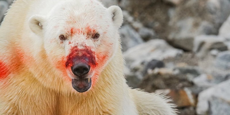 Cambio climático: aumenta el canibalismo entre los osos polares