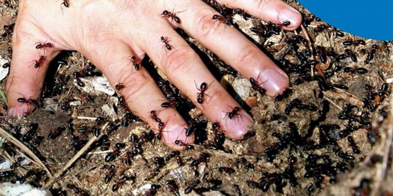 Alergia: pequeños insectos, grandes reacciones