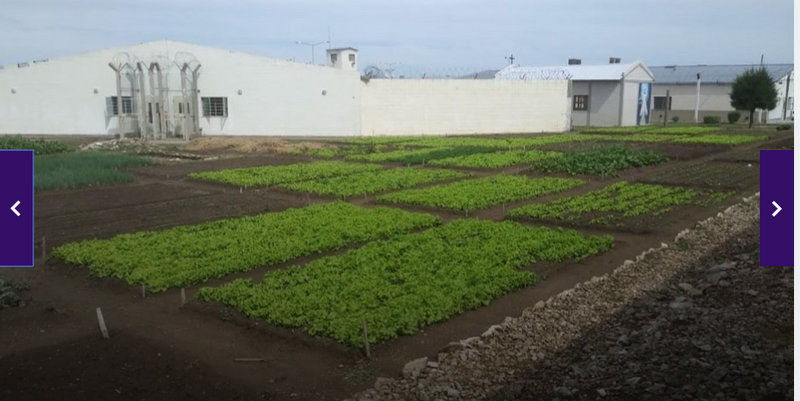Internos de la cárcel de Saavedra ya lograron el autoabastecimiento gracias a su huerta