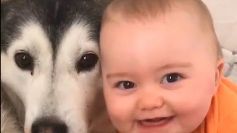 El TikTok más tierno la adorable relación de un perro con el bebé de la casa