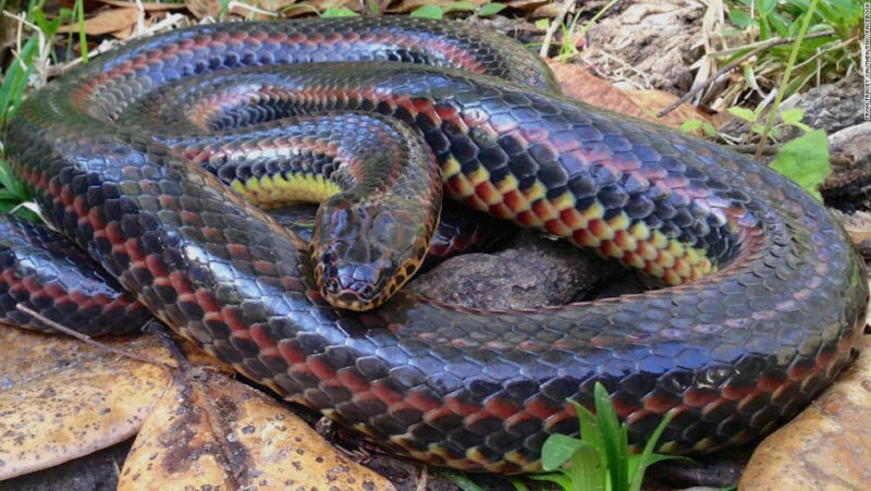 Una rara serpiente arcoíris fue vista en un bosque de Florida por primera vez en 50 años