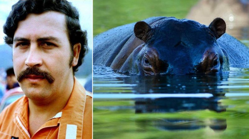 Temen que los hipopótamos de Pablo Escobar provoquen una catástrofe ambiental en Colombia