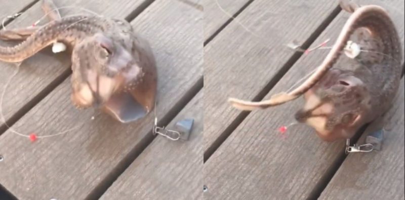 Video: graban a una extraña criatura salida del mar en la costa de Nueva York