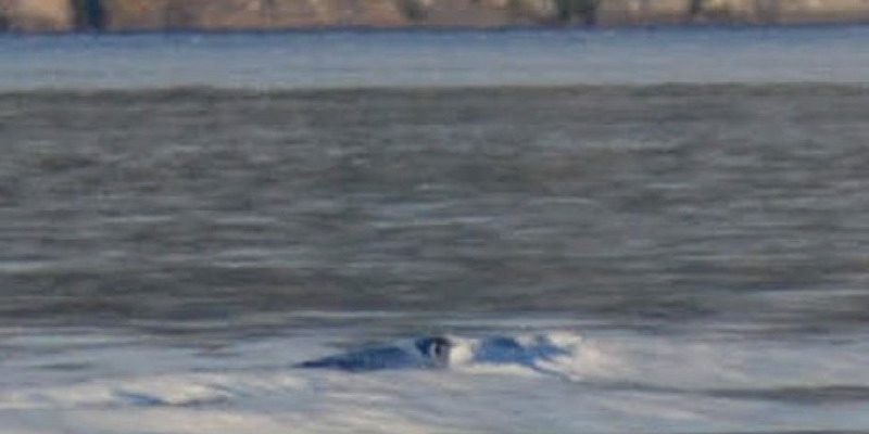 «El Nahuelito existe»: nuevas fotos que reviven la leyenda de Bariloche