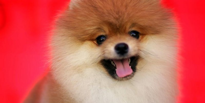 Pusieron a un perro en cuarentena por coronavirus: lo habría contagiado su dueño