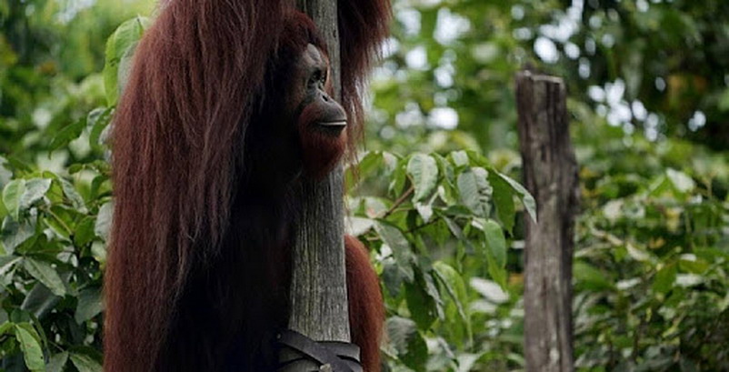 Un orangután intentó ayudar a un hombre que estaba en un río con serpientes y la foto dio la vuelta al mundo