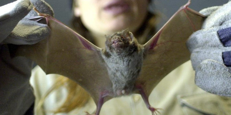 Murciélagos o laboratorio: las 4 teorías sobre el Covid-19 que maneja la OMS