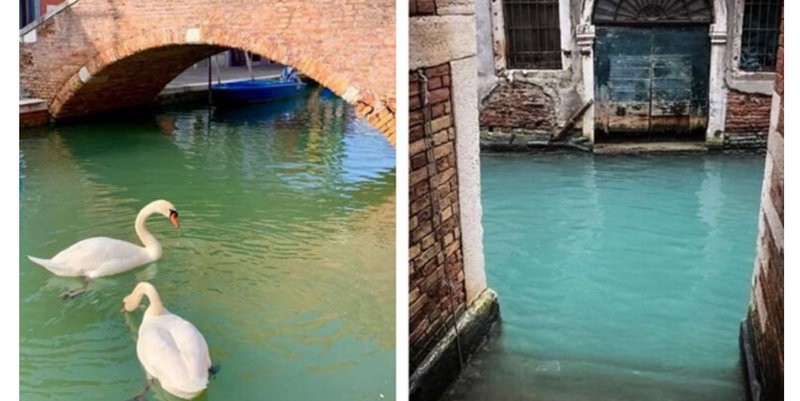 Venecia en cuarentena: aguas cristalinas, cisnes y peces
