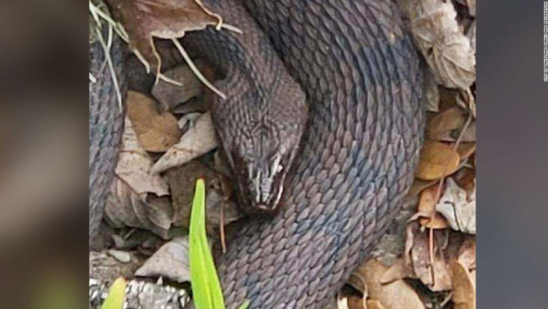 Se armó la fiesta, Florida cierra parte de un parque para la orgía anual de serpientes