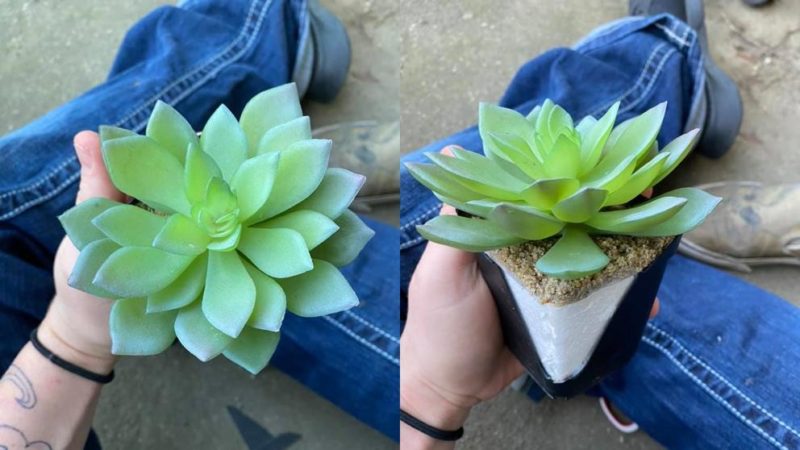 Una mujer descubre que la planta que lleva cuidando dos años es de plástico