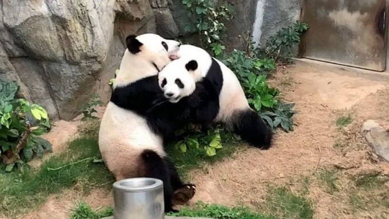 El panda gigante deja de estar en peligro de extinción: ¿cómo hizo China para lograr salvar su «tesoro nacional»?