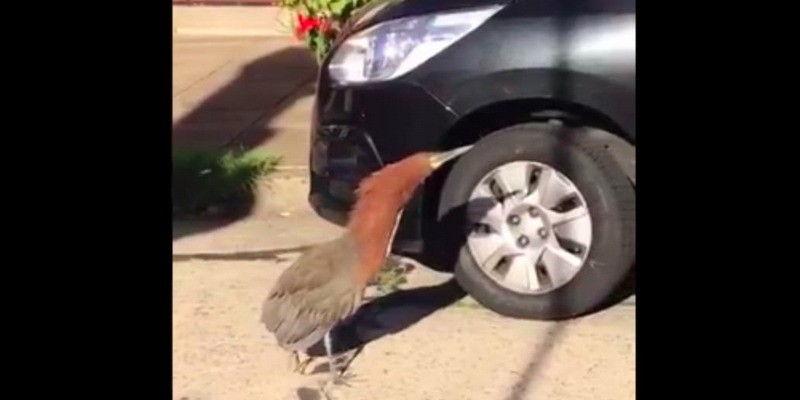 El curioso pájaro que se mostró caminando por las calles de Olivos en cuarentena