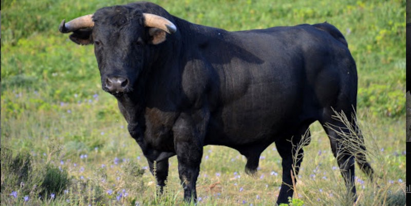 Continúan faenando animales ilegalmente: Ahora fue un toro