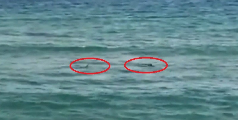 Terror en Girona cuando el nadador paralímpico Ariel Schrenck huye de dos tiburones