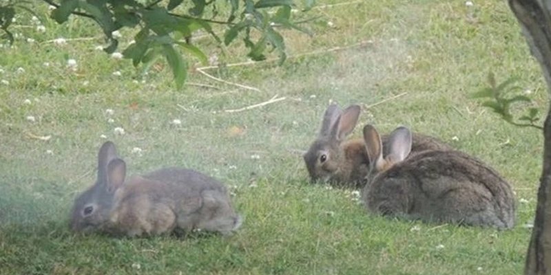 Polémica en Ushuaia: erradicarán conejos silvestres con gas fosfina