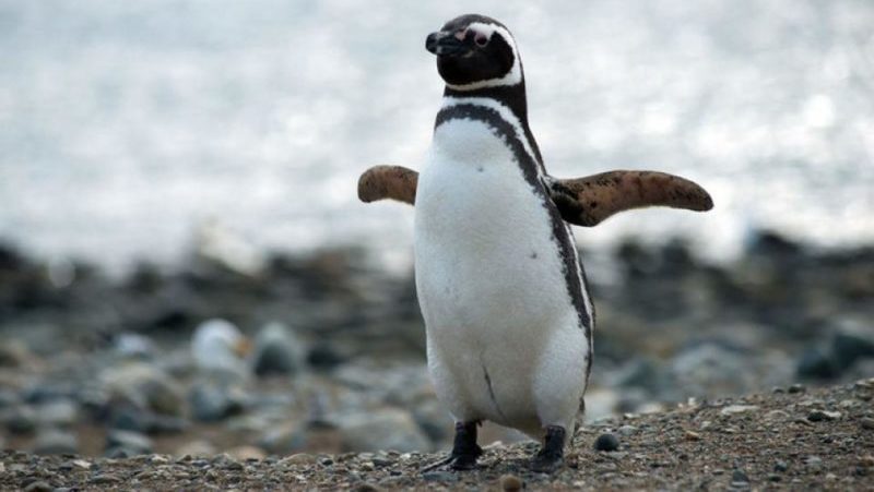 La lucha por cuidar a los pingüinos del plástico en Tierra del Fuego