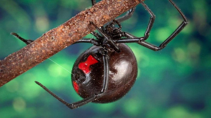 Tres nenes se dejaron picar por una araña «viuda negra» para convertirse en Spiderman