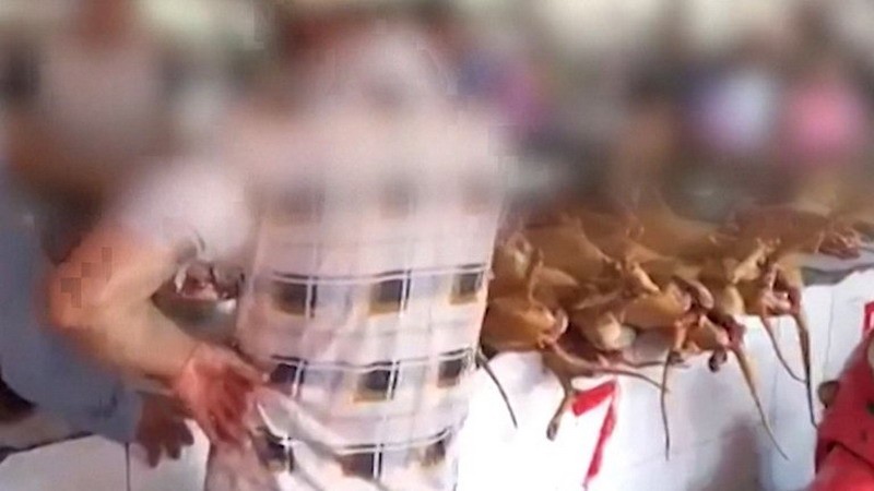China abrió su feria anual de carne de perro en plena pandemia mundial por coronavirus
