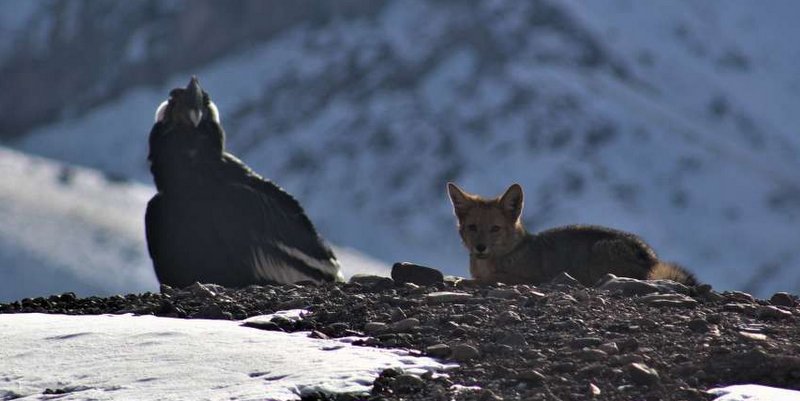 Un cóndor y un zorro «posaron» juntos en el Parque Provincial Aconcagua