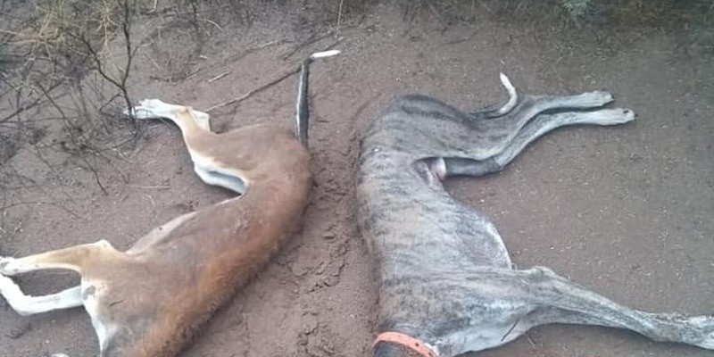 Denuncian en las redes envenenamiento de animales