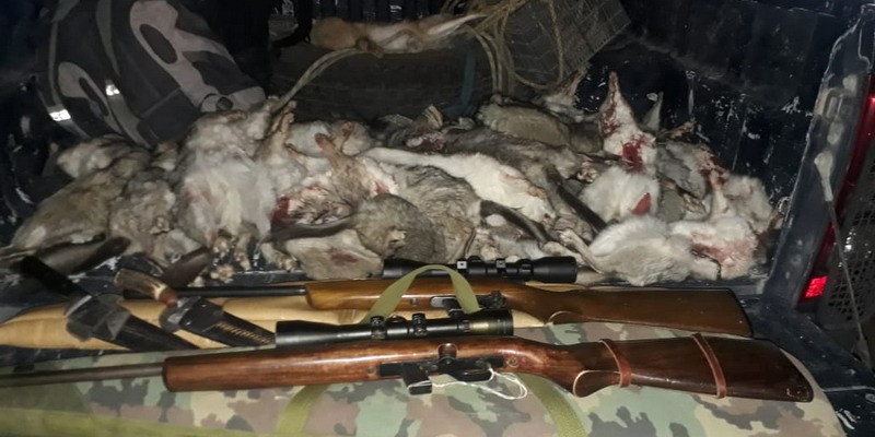Detienen a cazadores con 26 viscachas y liebres muertas