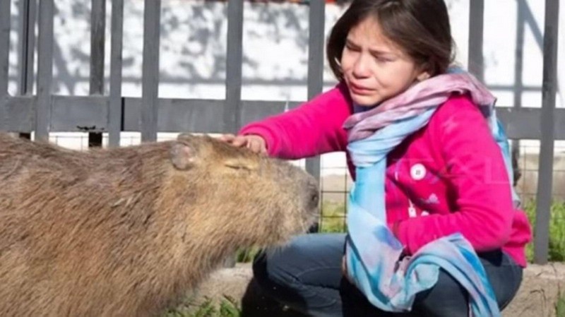 Pancho, el carpincho de una nena que todo un pueblo defendió frente a Gendarmería