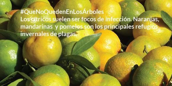 El Iscamen lanza campaña para prevenir plagas en los cítricos domiciliarios