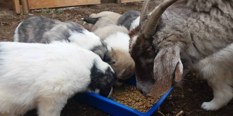 Siete nuevos cachorros se suman al programa de protección al ganado en el Sur provincial