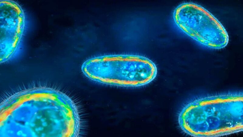 Alerta en Estados Unidos: confirman un caso de la ameba «comecerebros» en Florida