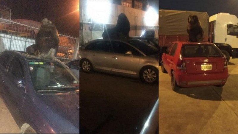 Lobos marinos suben sobre los autos en Mar del Plata