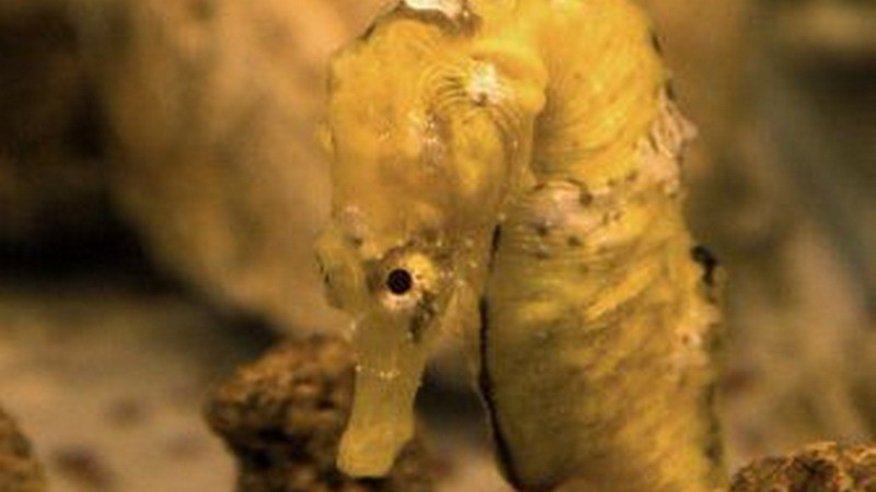 El Caballito de Mar patagónico está en peligro de extinción