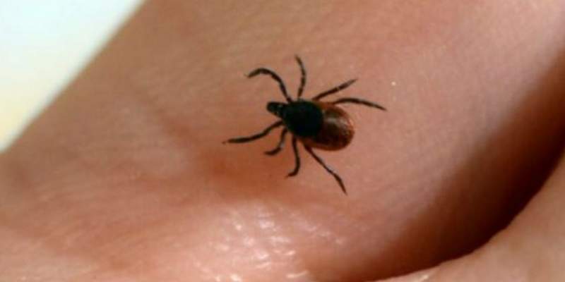 El bunyavirus: un viejo virus mortal que tiene a China en el foco de atención del mundo