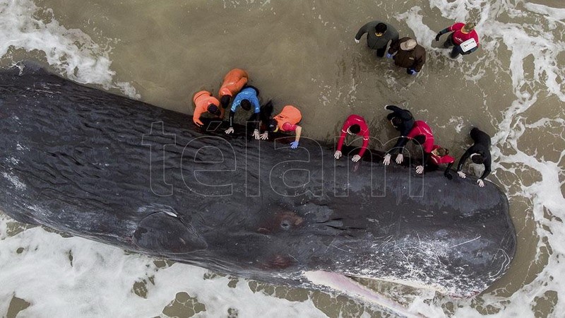 Un cachalote de unos 15 metros murió varado en una playa de Santa Clara del Mar