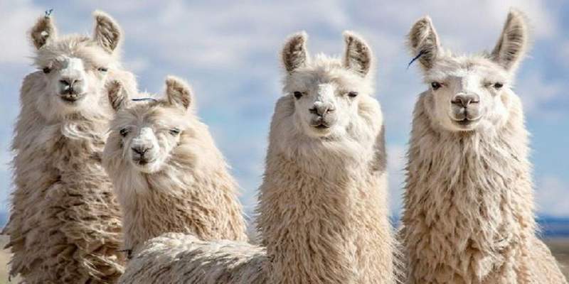 INTA: neutralizaron el coronavirus con anticuerpos de llamas y huevos