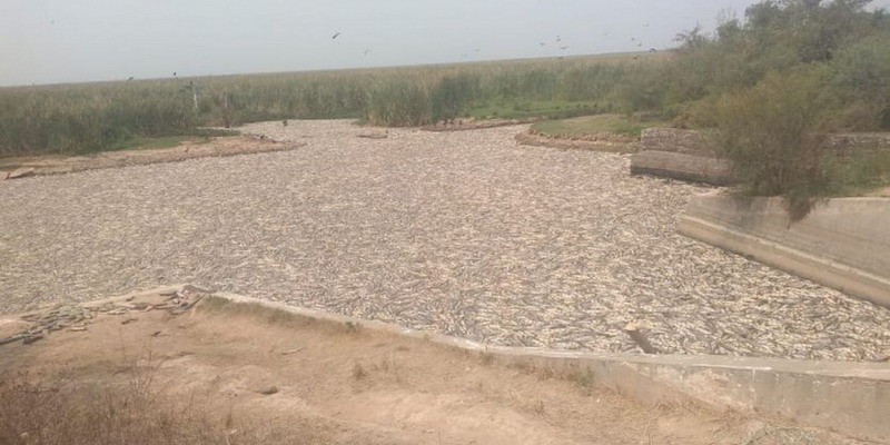 Desastre natural en Formosa: murieron millones de peces en el Bañado