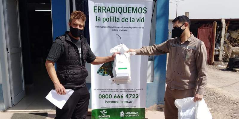 Polilla de la Vid: comenzó la entrega de difusores de feromona a productores para el control de plaga