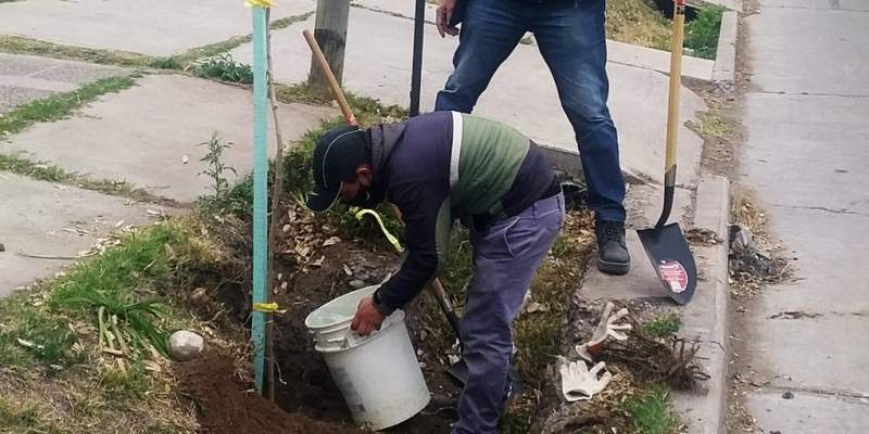 Se relanzó el plan de forestación: En la primera etapa se colocarán 400 nuevos forestales