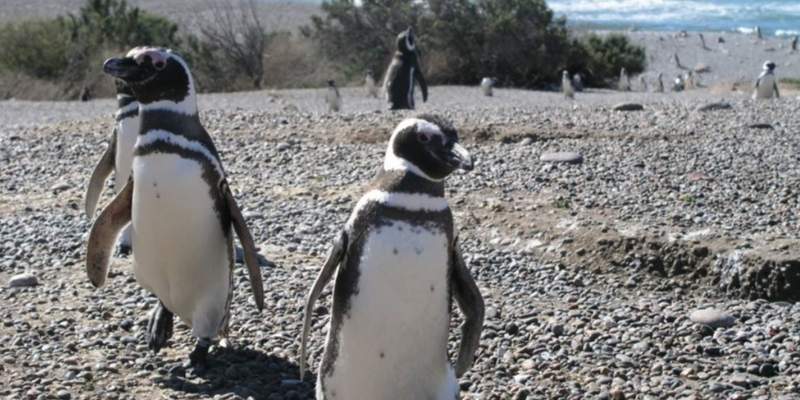 Los pingüinos comenzaron a llegar «sanos y fuertes» a las reservas de Chubut